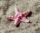 Güzel deniz yıldızı